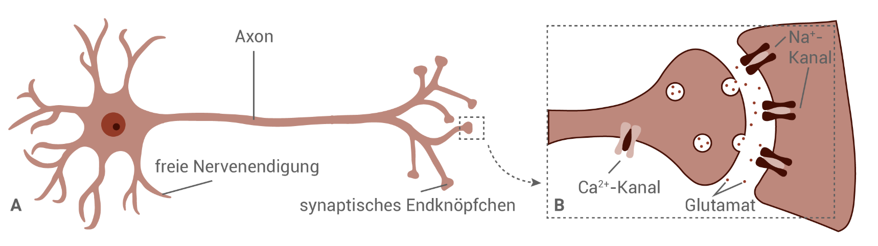 Nervenzelle mit Axon und Synapse, Freisetzung von Glutamat
